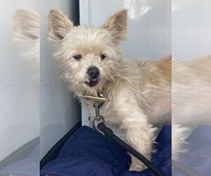Norwich Terrier Dogs for adoption in San Clemente, CA, USA