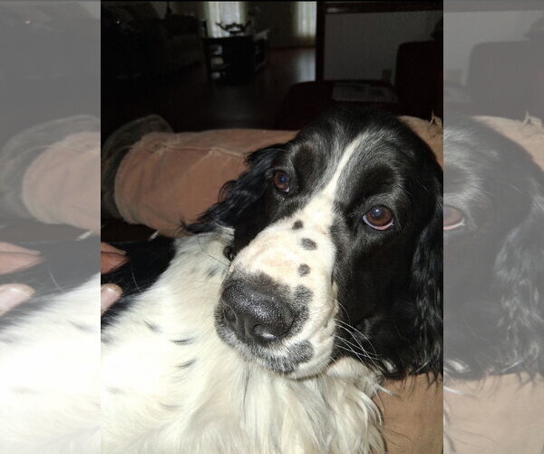 Medium Photo #4 English Springer Spaniel Puppy For Sale in Ball Ground, GA, USA
