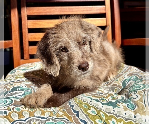 Medium Photo #9 Labradoodle Puppy For Sale in NOBLESVILLE, IN, USA