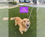 Small #5 Golden Retriever