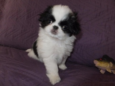 Medium Photo #1 Japanese Chin Puppy For Sale in LAKE STEVENS, WA, USA