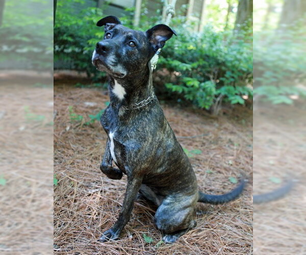 Medium Photo #3 Mutt Puppy For Sale in Rockaway, NJ, USA