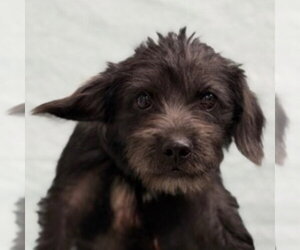 Dachshund-Unknown Mix Dogs for adoption in Canton, CT, USA