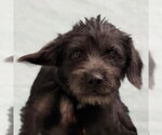 Small Dachshund Mix