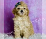 Small #1 Poodle (Miniature)