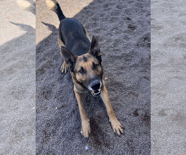 Medium Photo #8 German Shepherd Dog-Unknown Mix Puppy For Sale in Webster, WI, USA
