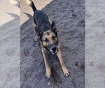 Small #7 German Shepherd Dog Mix