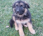 Small Photo #1 German Shepherd Dog Puppy For Sale in EBENSBURG, PA, USA