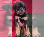 Small Photo #15 Rottweiler Puppy For Sale in MIRA LOMA, CA, USA