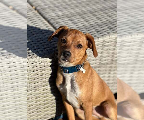 Medium Photo #5 Chihuahua-Unknown Mix Puppy For Sale in Westwood, NJ, USA