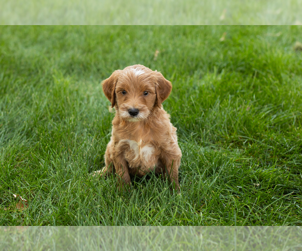 Medium Photo #6 Goldendoodle-Poodle (Miniature) Mix Puppy For Sale in NAPPANEE, IN, USA