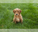 Small #5 Goldendoodle-Poodle (Miniature) Mix