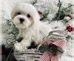 Maltese Puppy for sale in WINSLOW, AR, USA