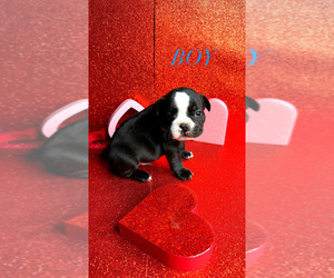 Medium French Bulldog