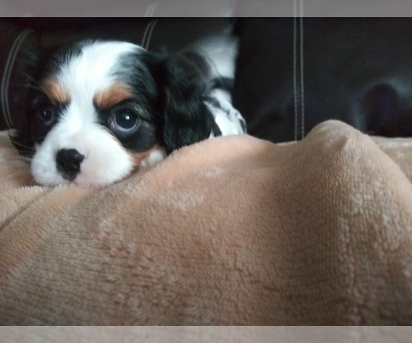 Medium Photo #156 Cavalier King Charles Spaniel Puppy For Sale in HOWLAND, OH, USA
