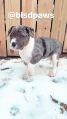 Alapaha Blue Blood Bulldog Puppy for sale in LANCASTER, PA, USA