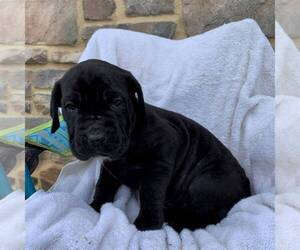 Cane Corso-Spanish Mastiff Mix Puppy for sale in GAP, PA, USA