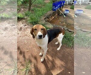 American Foxhound-Unknown Mix Dogs for adoption in Forest, VA, USA