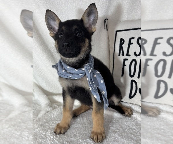 Medium Photo #5 German Shepherd Dog Puppy For Sale in GREENFIELD, IN, USA