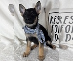 Small #4 German Shepherd Dog