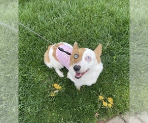 Mother of the Pembroke Welsh Corgi puppies born on 12/17/2025