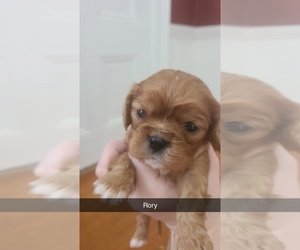 Cavalier King Charles Spaniel Puppy for sale in DALLAS, OR, USA