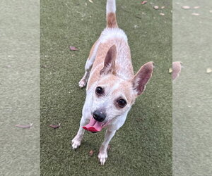 Rat Terrier Dogs for adoption in Orlando, FL, USA
