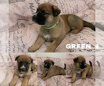 Puppy 5 German Shepherd Dog-Siberian Husky Mix