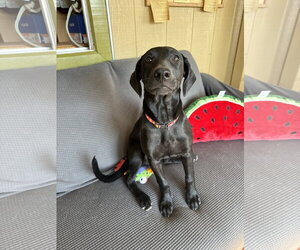 Sage - Female Shepradors Dog for Adoption - Photo #3