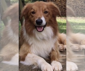 Father of the Border Collie-Papillon Mix puppies born on 07/05/2026