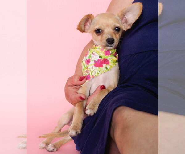 Medium Photo #1 Chi-Poo (Toy) Puppy For Sale in Phoenix, AZ, USA