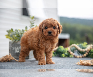 Cavapoo Litter for sale in LYKENS, PA, USA