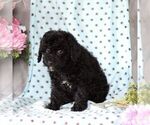 Small Photo #4 Cavapoo Puppy For Sale in RISING SUN, MD, USA