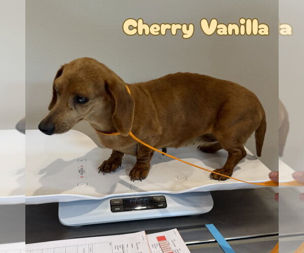 Medium Photo #6 Dachshund Puppy For Sale in San Antonio, TX, USA