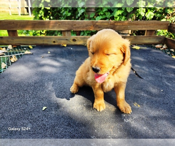 Medium Photo #4 Golden Retriever Puppy For Sale in LEON, KS, USA
