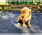 Small #3 Golden Retriever