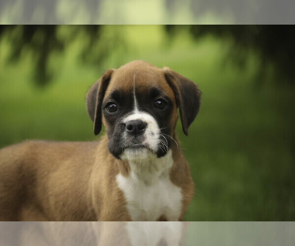 Medium Photo #7 Boxer Puppy For Sale in SHIPSHEWANA, IN, USA