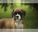 Small #6 Boxer