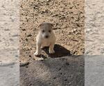 Small Huskies  Mix