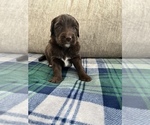 Small Photo #29 Golden Mountain Doodle  Puppy For Sale in REYNOLDSBURG, OH, USA