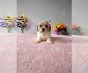 Cavachon Puppy for sale in MOUNT PLEASANT, MI, USA