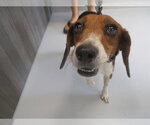 Small Beagle