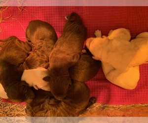 Labradoodle Puppy for sale in RICHLAND, MO, USA