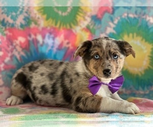 Collie-Pembroke Welsh Corgi Mix Puppy for sale in LANCASTER, PA, USA