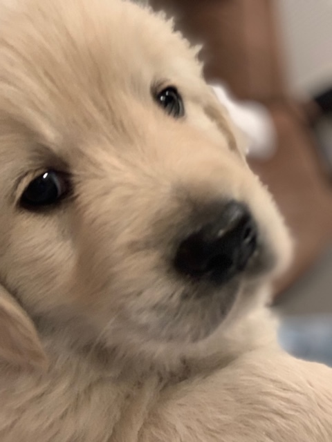 Medium Photo #2 Golden Retriever Puppy For Sale in BEVENT, WI, USA