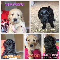 Goldendoodle Puppy for sale in FAYETTEVILLE, NC, USA