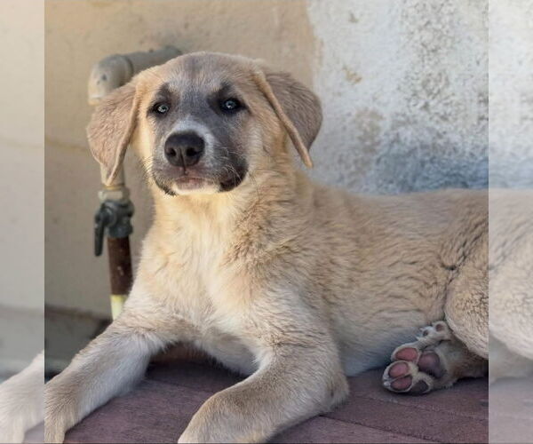Medium Photo #4 Anatolian Shepherd-Great Pyrenees Mix Puppy For Sale in Hayward, CA, USA