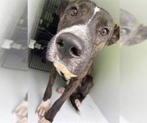 Labrador Retriever-Unknown Mix Dogs for adoption in Houston, TX, USA