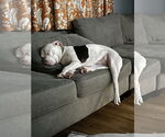 Small #4 American Bulldog Mix
