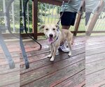 Small Photo #4 Bulldog-Huskies  Mix Puppy For Sale in Stephens City, VA, USA